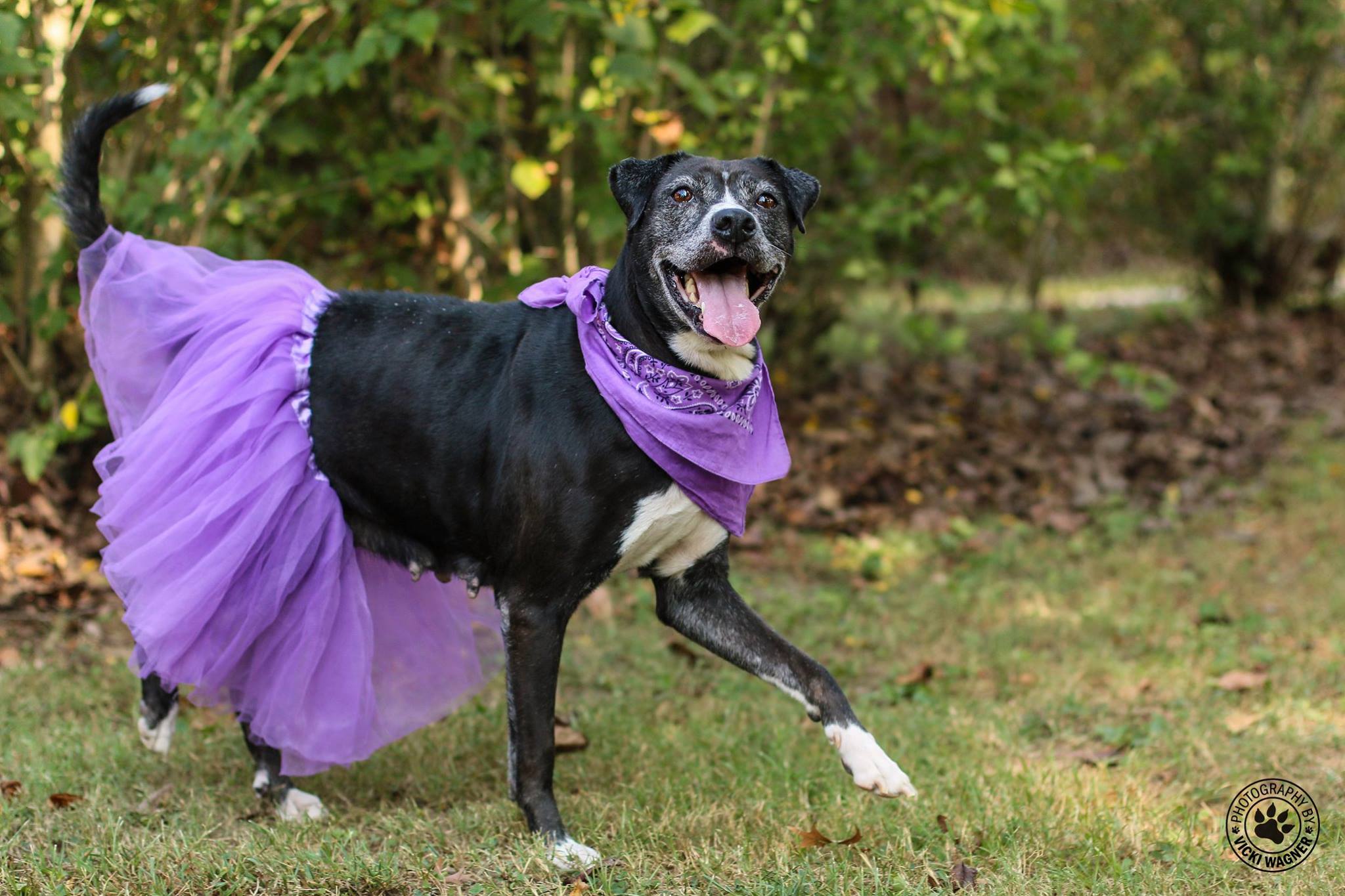 Daisy — ASAP happy tails success story