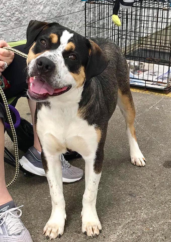 Biscuit — ASAP happy tails success story