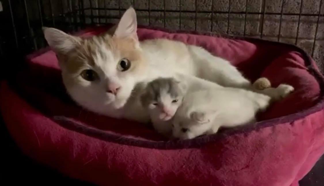 Clover — ASAP happy tails success story