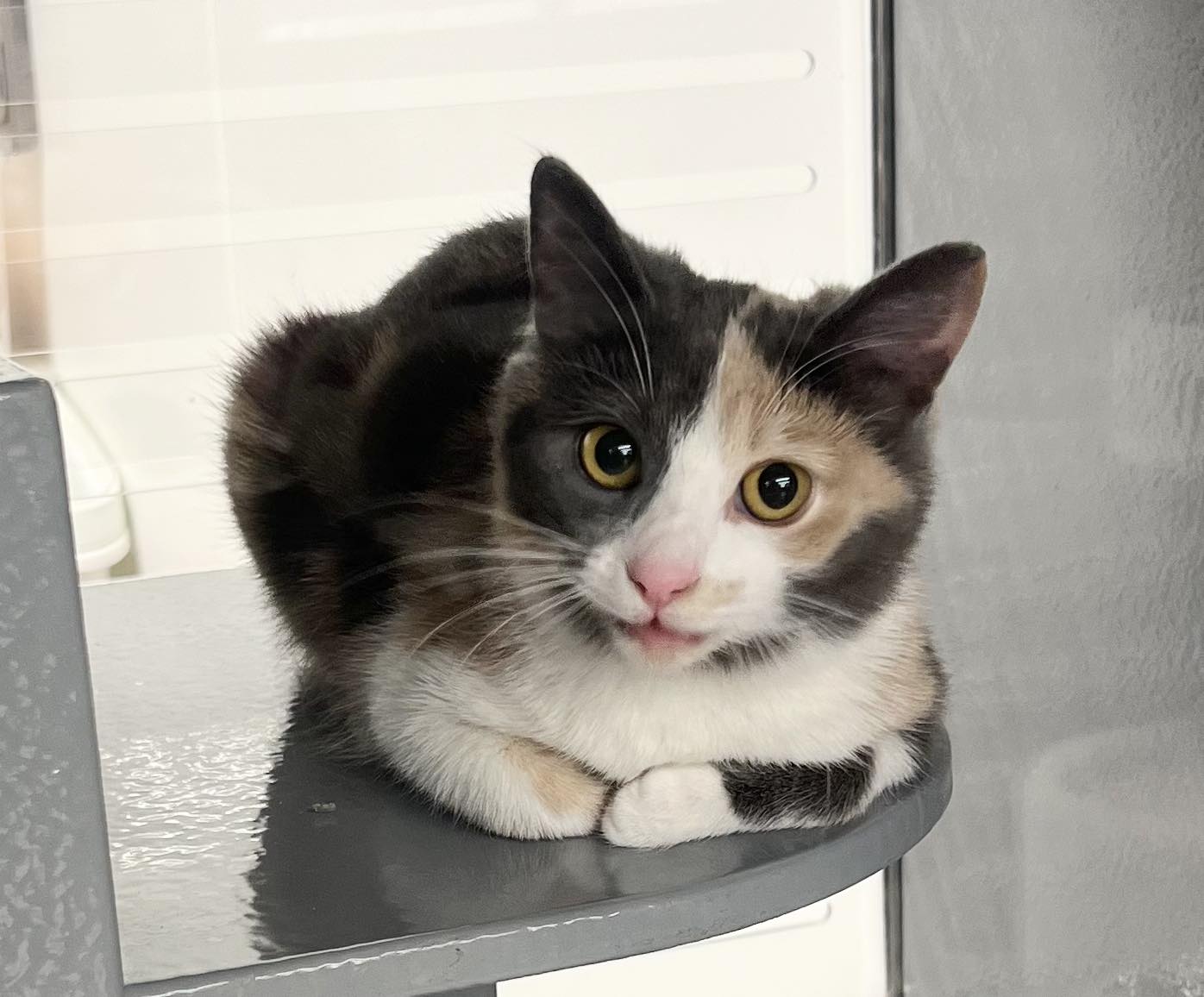 Calico kitten
