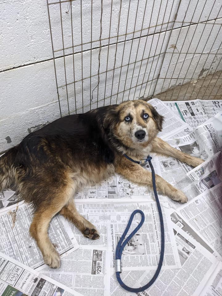 Dog at shelter