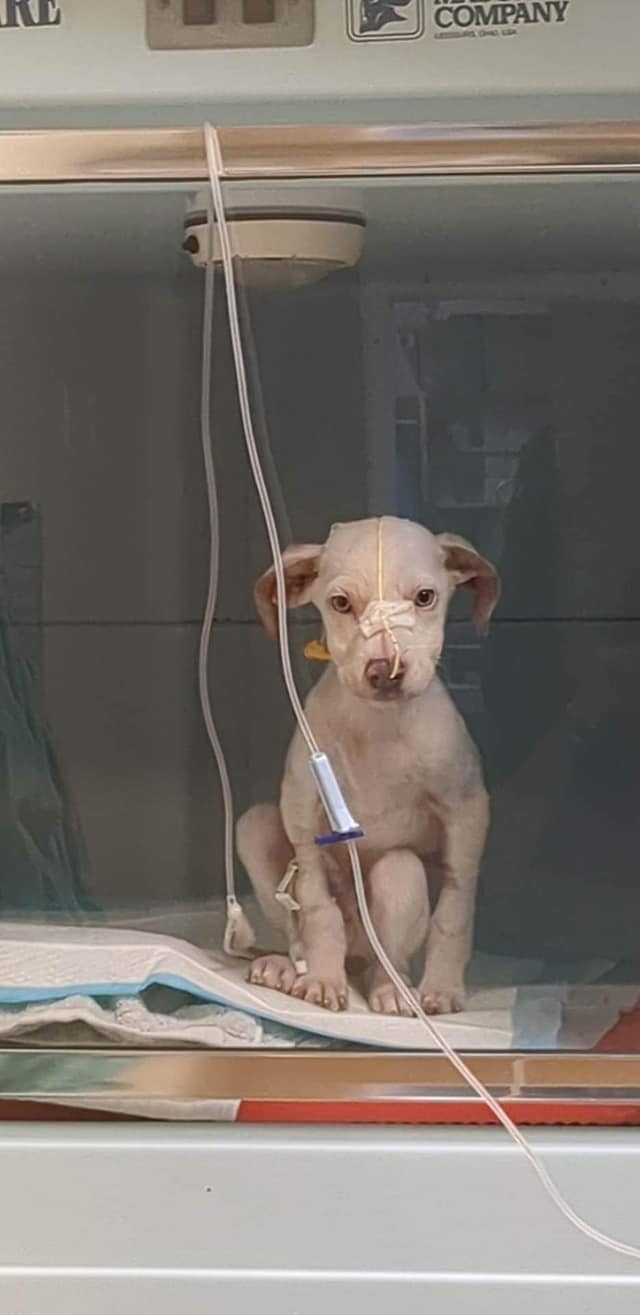 A rescued puppy recovering on an IV drip in veterinary care